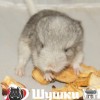 Уайт
