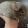 без клички