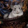 Карл
