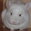 Марита