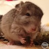 МонКер