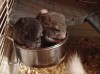 а тиграм в клетках мясо не докладывают...