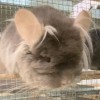 Чизкейк Арктик Шиншилла
