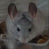 Зулу