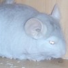 Буян