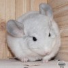 без клички
