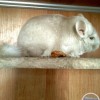 Кевин