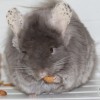 Кусака