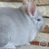 Соник