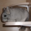 Виски