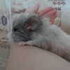 Бафи