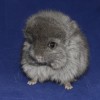 Брентон Хит