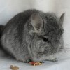 Амила