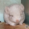 Персей из Стрелецкого дома