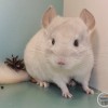 Рафаэль из Стрелецкого дома