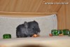 Лаврик
