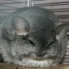 Сара