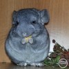 Зевс