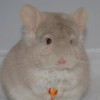 Эклер