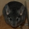 Елима