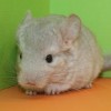 Нана