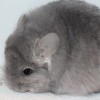 Кассиопея