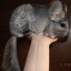 Сена