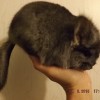 без клички