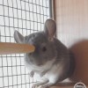 сын новеллы 1 