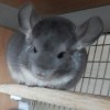сын новеллы 2