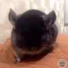 Мокка