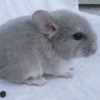 лила