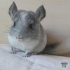 Оникс