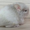 Персий