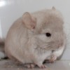 Адам