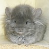 Сальвадор Арктик Шиншилла
