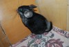 Dwarf Chinchilla