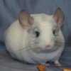 Цезарий