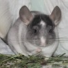Амиго