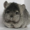 Лурдас