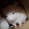 Барбарис
