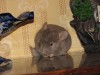 1 месяц