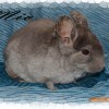 Мио