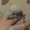 Сарочка