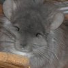 Фандейшн Арктик Шиншилла