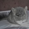 Флиппер