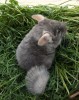 3 мес.