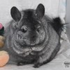 Катрин