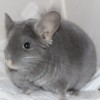 Амелия