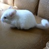Масик